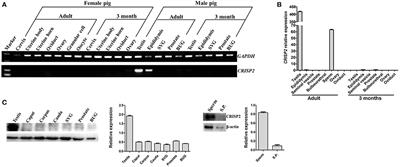 Investigation Into the Relationship Between Sperm Cysteine-Rich Secretory Protein 2 (CRISP2) and Sperm Fertilizing Ability and Fertility of Boars